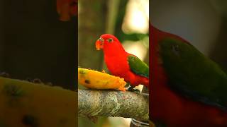 Vibrant Chattering Lory Natures Colorful Conversationalist 🦜🌿 birdwatching viral shorts [upl. by Codel602]