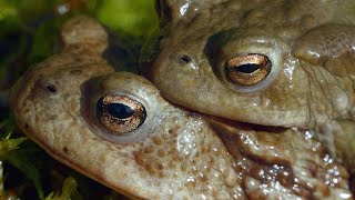 The Surprisingly Violent Mating Ritual of the Common Toad 4K [upl. by Roti]