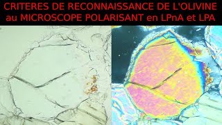 Olivine critères de reconnaissance en LPnA vs LPA SVT Hervé Kempf lycée de lElorn [upl. by Blackstock684]