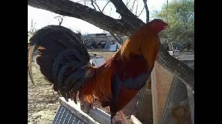 El gallo de mil palenques [upl. by Vidda]