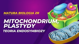 Mitochondrium i plastydy Teoria endosymbiozy MATURA BIOLOGIA ZR [upl. by Savdeep]