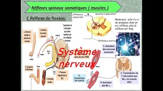 système nerveux les types des arcs de reflexe [upl. by Ykcin695]