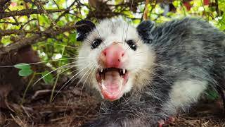 Top 7 Amazing Opossum Facts [upl. by Nera]