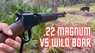 Hunting Invasive Wild Hogs With 22 Magnum [upl. by Ailehc627]