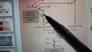 Physio Sanguine COURS 4B HEMOSTASE Suite 03 [upl. by Lotta521]