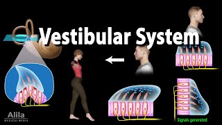 The Vestibular System Animation [upl. by Ulises]