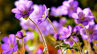 FLOWERS CAN DANCE Amazing nature Beautiful blooming flower time lapse video [upl. by Ohare452]