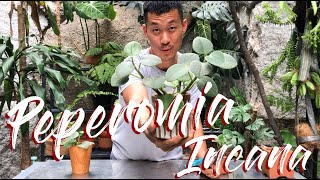 Peperomia Incana Care and Propagation [upl. by Bondy]