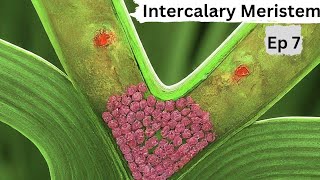 Ep 7  Intercalary Meristem  Tissues [upl. by Phyllis859]