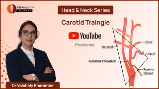 Carotid Triangle Anatomy Boundaries and Clinical Relevance with Dr Vaishaly Bharambe [upl. by Mlehliw577]