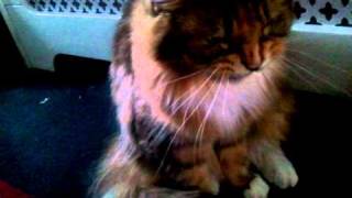 Angry growling hissing maine coon cat [upl. by Ylas148]