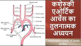 Comparative study of aortic arches [upl. by Eceinwahs657]