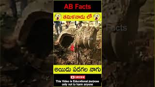 🐍తమిళనాడు లో🐍 Siva lingam found in tamil nadu farms telugufacts shorts youtubeshorts abfacts [upl. by Emmerie]