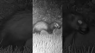 European polecat catches slowworm [upl. by Kristian897]