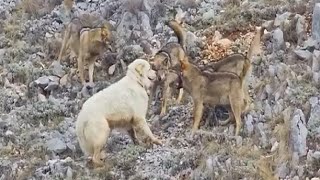 Sheep Dog Fends Off Entire pack of wolves by itself [upl. by Neirual214]