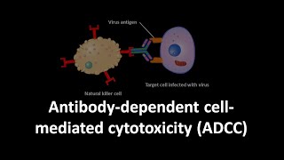 Antibody dependent cell mediated cytotoxicity [upl. by Eico512]