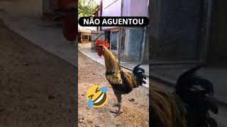 Já viu galo DESMAIAR por cantar demais KKKKKKKKKK shorts engraçado divertido animais [upl. by Aihsiek798]