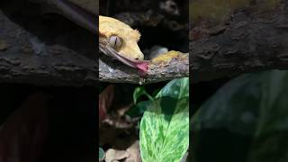 Are We Feeding Our Crested Geckos Correctly [upl. by Katinka]