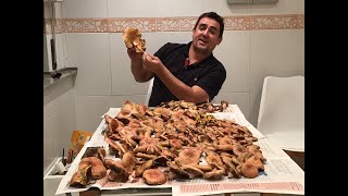 Como y donde buscar SETAS ROVELLONS NÍSCALOS o ROBELLONES CEPSBOLETUS EDULIS En el Berguedà [upl. by Maltzman189]