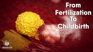 from fertilization to childbirth  3d medical animation  by Dandelion Team [upl. by Ahlgren186]