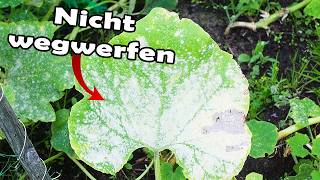 Warum ich diese Regel breche  Aussaaten im September  Gartenarbeit [upl. by Hselin]