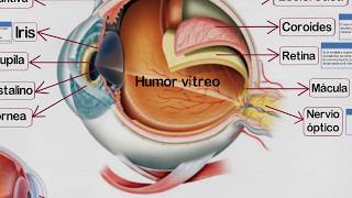 🔵 Partes del OJO HUMANO y sus Funciones ✔️ [upl. by Hocker294]