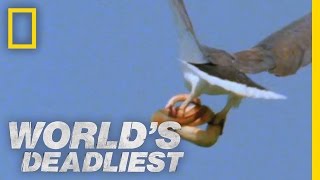 Eagle vs Toxic Snake  Worlds Deadliest [upl. by Sclater]