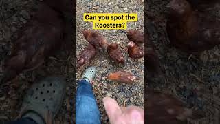 Are Rhode Island Red Roosters AGGRESSIVE [upl. by Ellerd]