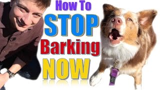 How to Teach Your Dog Not to Bark Humanely and Effectively 3 Things You Can Do Right Now [upl. by Rawden258]