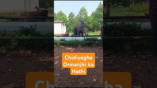 🙏 Chidyaghar ormanjhi ka hathi  trending viral [upl. by Brittaney]