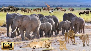 Amazon 8k Makgadikgadi National Park Botswana  Scenic Relaxation Film with Calming Music [upl. by Harpp]