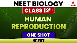 Human Reproduction  Human Reproduction in One Shot  Human Reproduction Class 12 Ncert [upl. by Philip633]