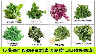 TOP 15 கீரை வகைகளும் அதன் பயன்களும்  Keerai Vagaigal And Benefits In Tamil  Greens amp Spinach Types [upl. by Sammer186]