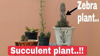 Succulent plant  Zebra plant care soil mix succulents plant pot [upl. by Salene458]