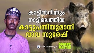 OMG Vava Suresh with a wild boar that came out from the wild  Vava Suresh  Snakemaster [upl. by Ahtoelc49]