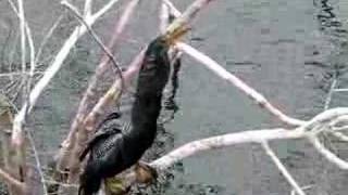 Anhinga swallows large fish [upl. by Nnodnarb]