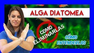 ALGA DIATOMEA en el ACUARIO de agua dulce  Cómo identificarla y eliminarla ❌ [upl. by Hploda688]