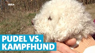 Pudel kämpft gegen Kampfhund um Kinder zu retten  SWR  Landesschau RheinlandPfalz [upl. by Wilmar914]