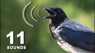 11 Crow Sounds amp Calls [upl. by Cock]