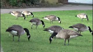 meanes park swans and geese wigan 7th February 2024 [upl. by Cobby268]