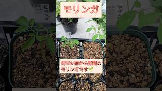 【モリンガ】発芽からの成長が早い奇跡の木栄養家庭菜園 moringa [upl. by Abana197]