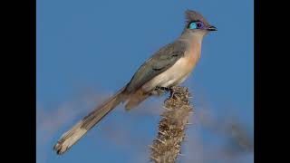 Coua cristata Crested Coua [upl. by Nytsuj801]