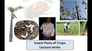 Lecture 3 Pests of Maize 3a Borer pests [upl. by Nonnad]