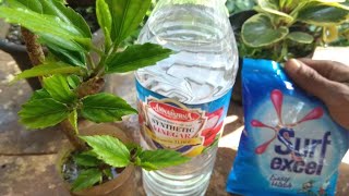 How to cure plumeria rust fungusPowerful home made fungicide amp proper use of copper fungicide [upl. by Rachele]