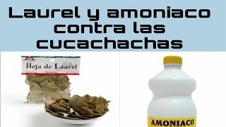 Como eliminar cucarachas con solo 2 ingredientesFABI CEA [upl. by Tamer768]