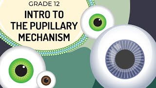 INTRO to Pupillary mechanism  How the regulates light entering the pupils [upl. by Ahsito]