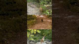 Ringing rock park amp lake Nockamixon hikingadventures hiking doglife [upl. by Rosy]