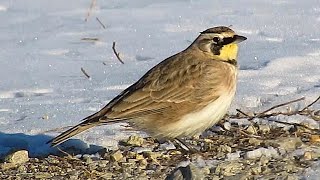 Horned Lark [upl. by Josefina604]