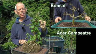 Bonsai Acer Campestre Feldahorn SPEZIAL auf Felsen und Weigelia als Bonsai Rückschnitt [upl. by Gupta]