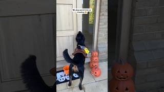 HE WENT BACK 🥹🎃 nalatheneedyrottie rottweiler halloween trickortreat [upl. by Norb]